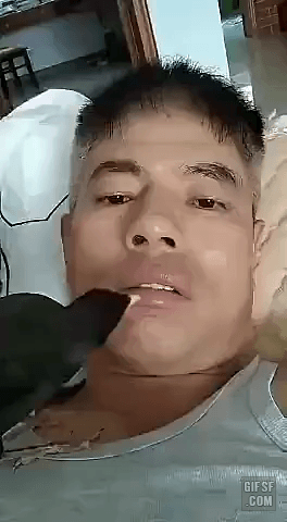 치아상태 체크하는 까마귀