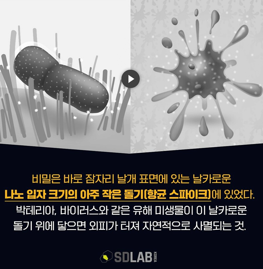 ??? : 야 세균 그냥 존나 날카로운 칼로 찔러서 죽이면 안됨?