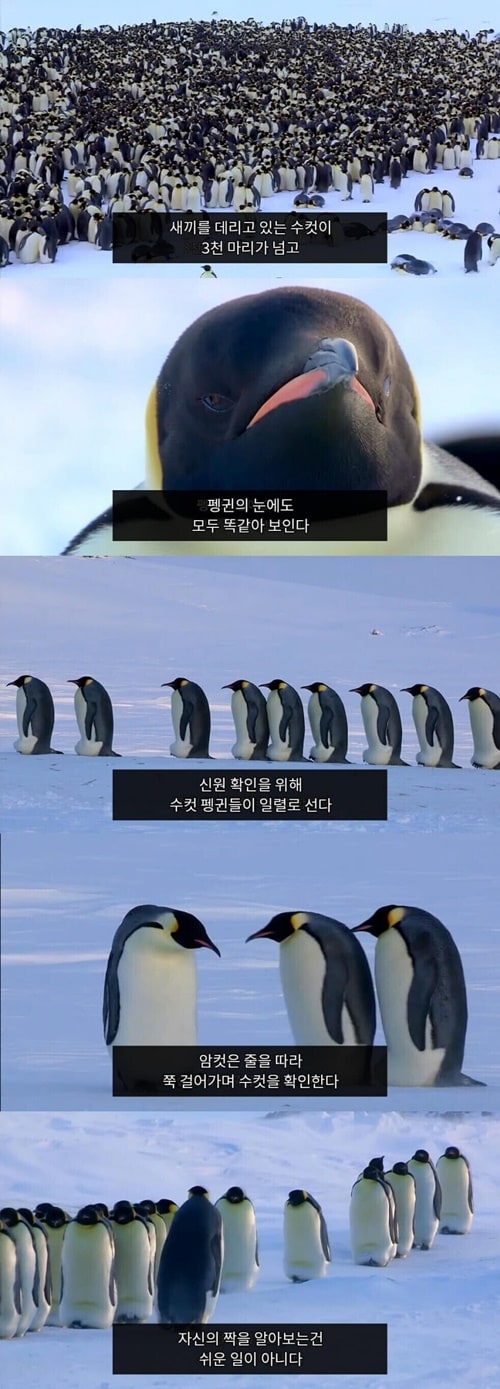 자기 새끼를 찾는 펭귄