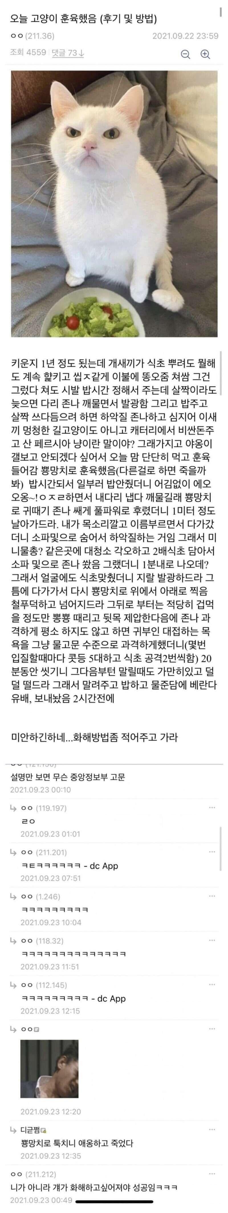 디시인의 냥이훈육