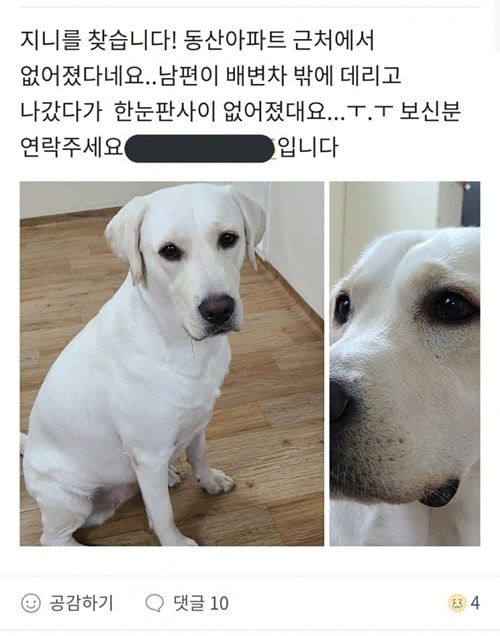 분실 댕댕이