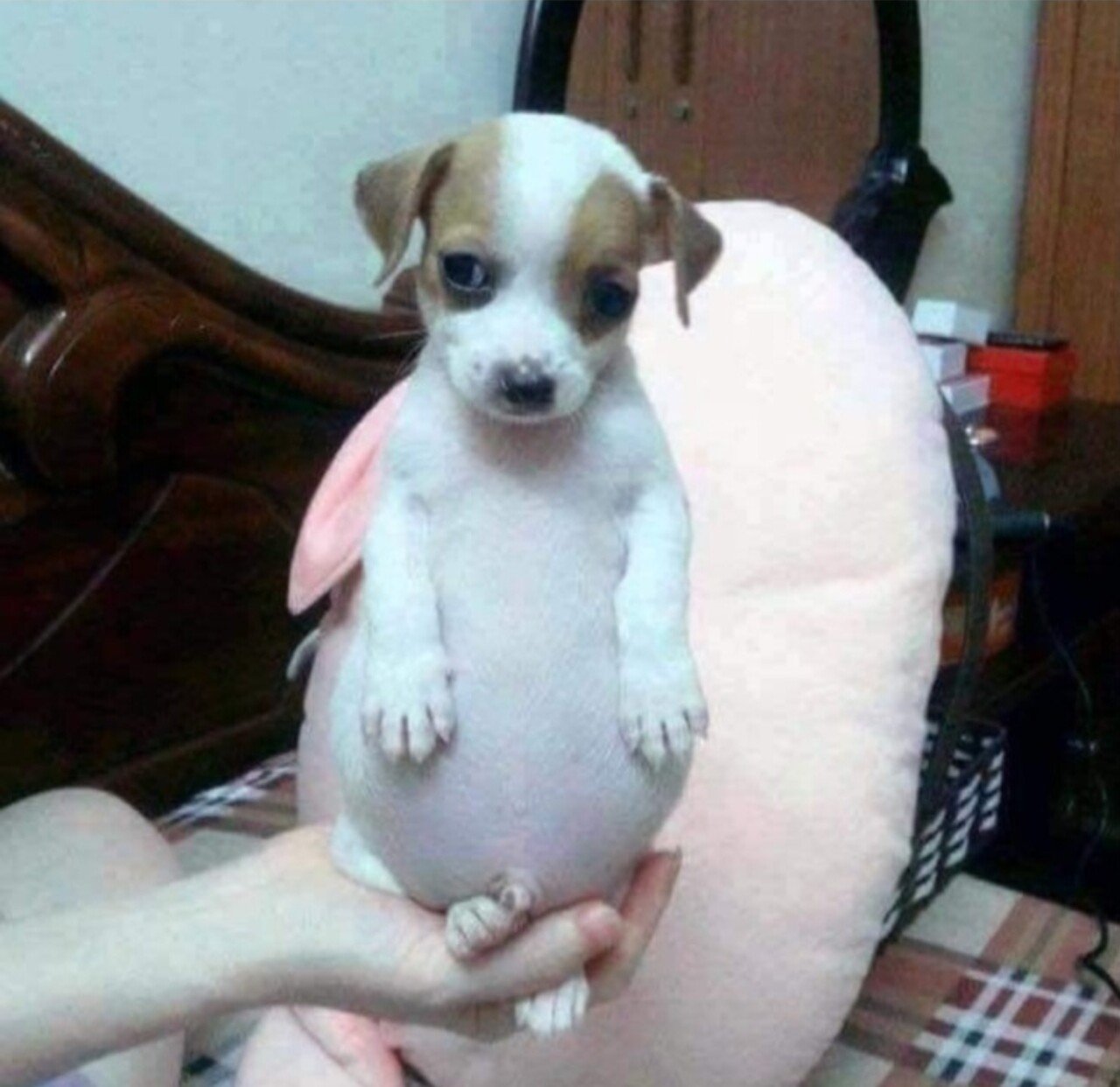 댕댕이에게 군고구마를 주면 안되는 이유