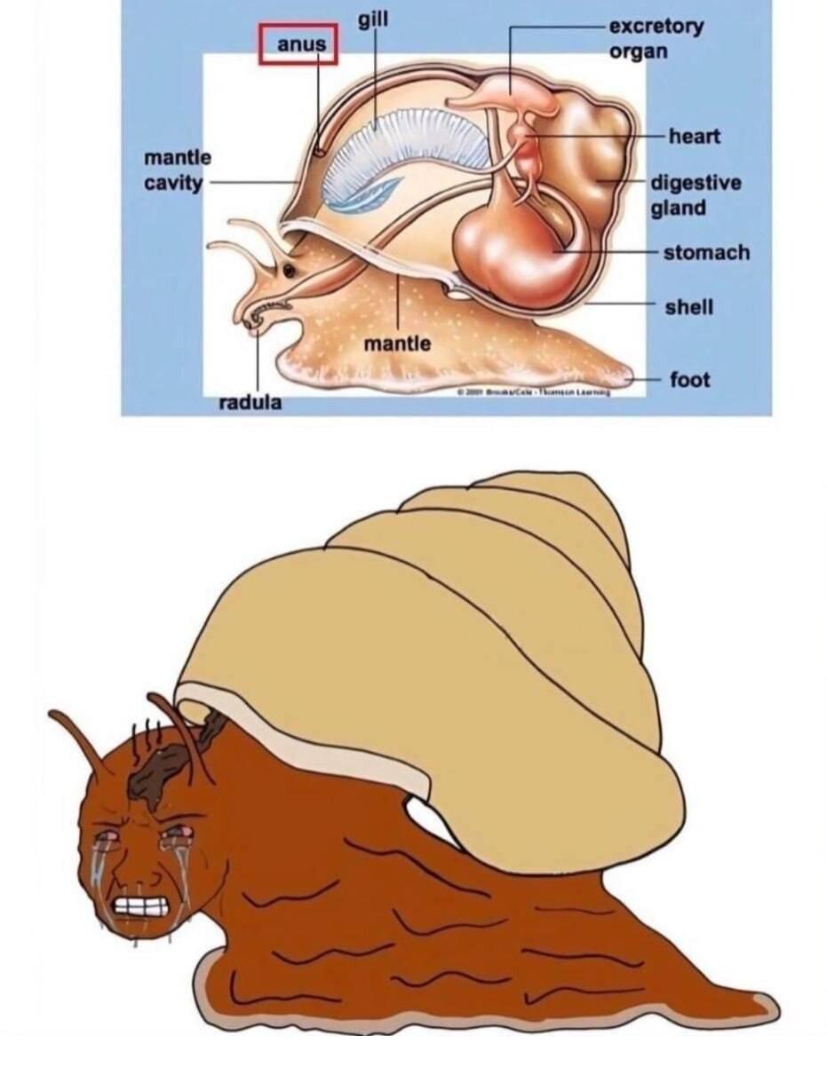 뭔가 불쌍해 보이는 달팽이 항문 위치