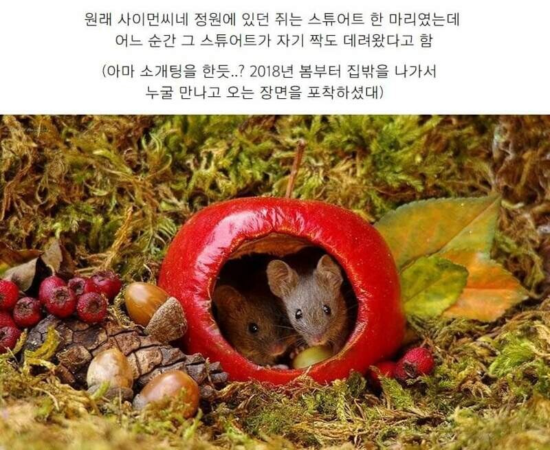 정원에서 쥐를 발견한 남자가 취한 행동