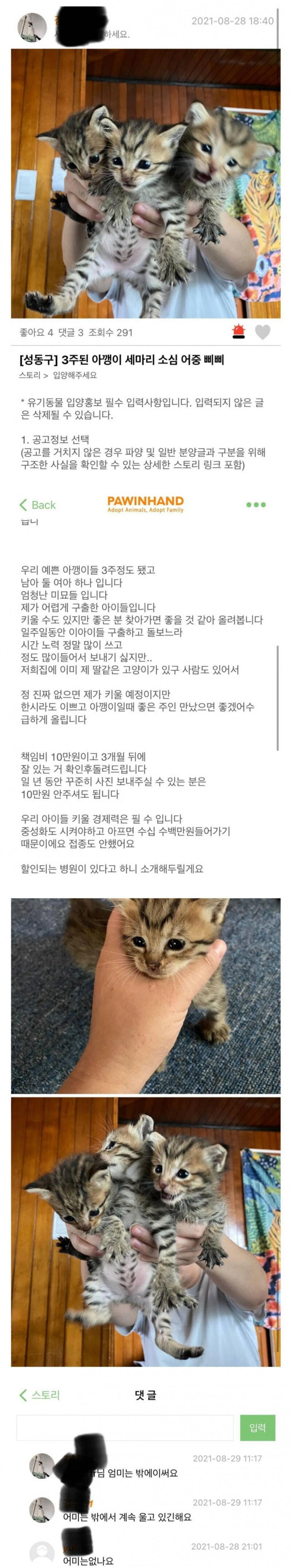 제가 어렵게 구출한 아이들입니다 책임비 10만원이고 3개월 뒤에 잘 있는 거 확인후돌려드립니다 우리 아이들 키울 경제력은 필 …