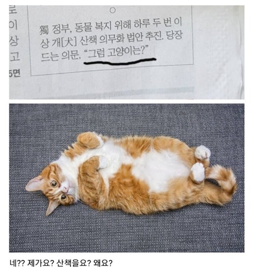 고양이를 잘 모르는 기자