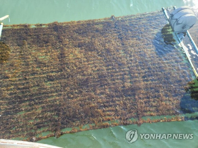 한국 위성사진에서 보인다는 해상 지형