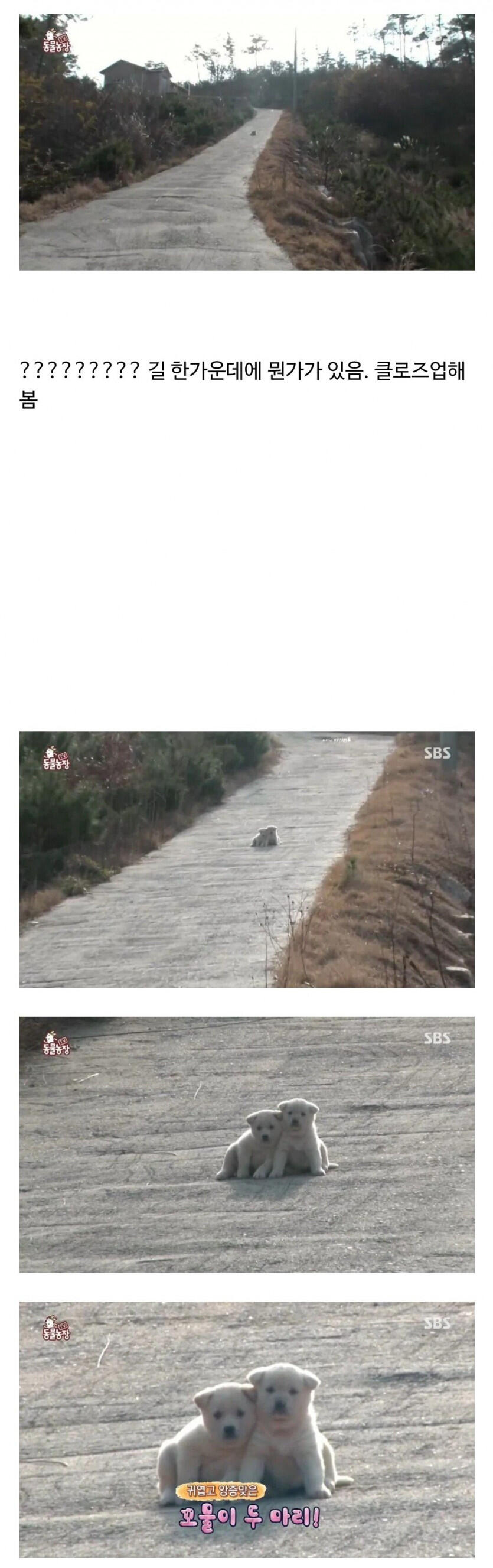 시골집을 지키는 맹견 2마리 포착