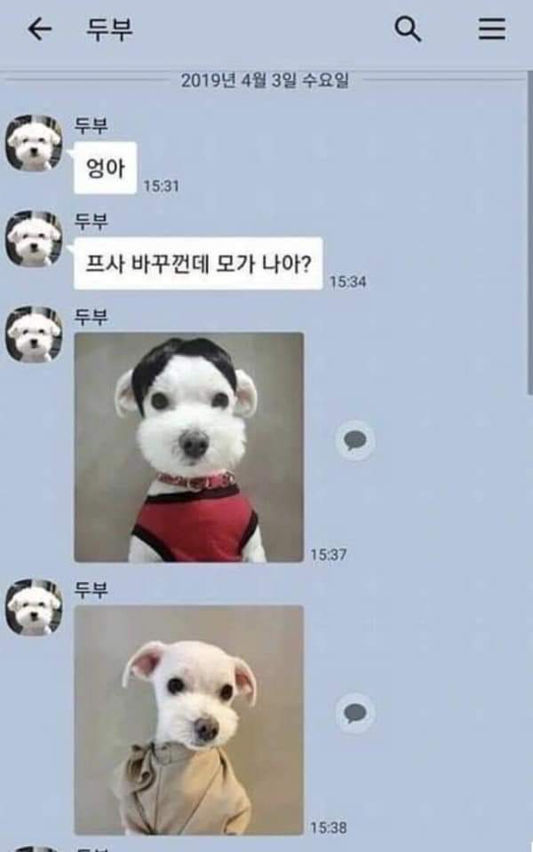 댕댕이랑 카톡할 수 있다면...