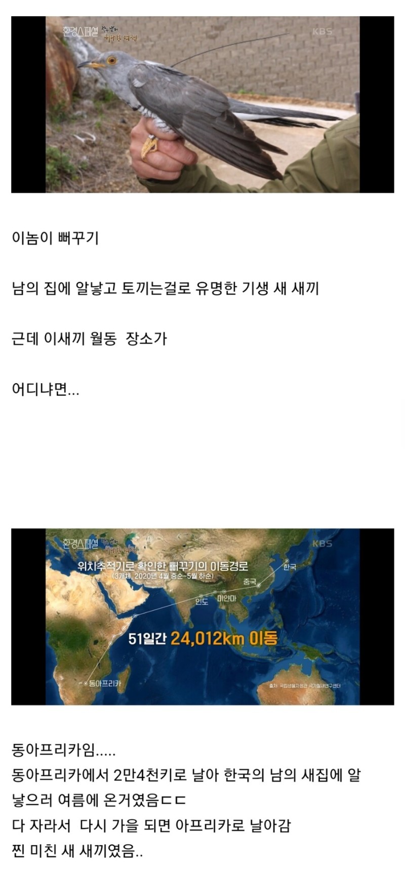 미친 새 새끼, 뻐꾸기