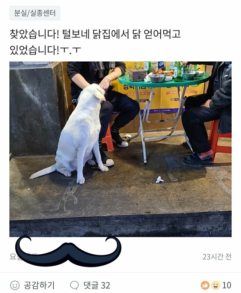 당근마켓 실종된 강아지 후기