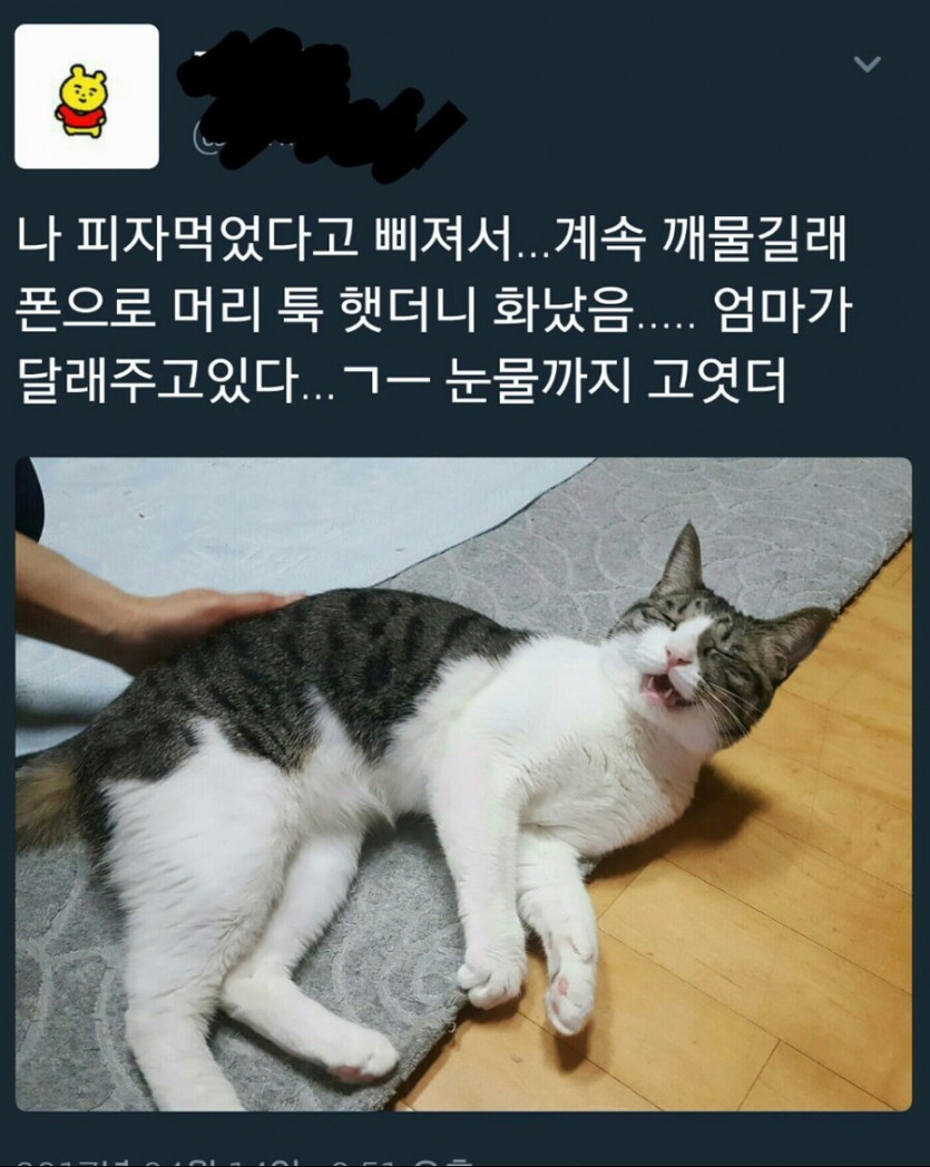 세상 억울해서 서럽게 우는 고양이