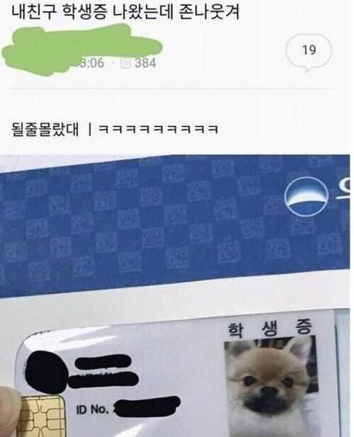 댕댕이 신입생