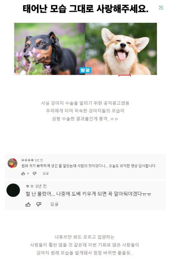 소름돋는 강아지 성형 광고