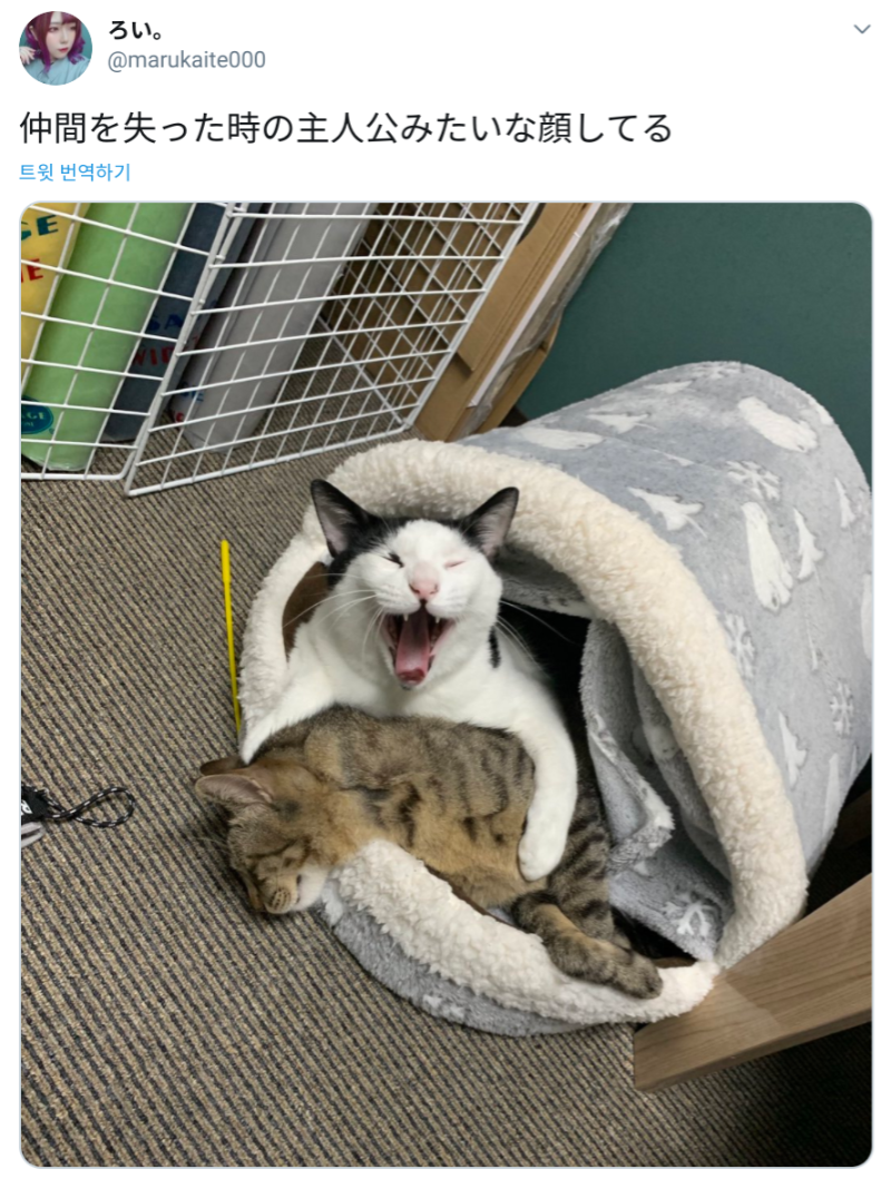 동료를 잃은 고양이