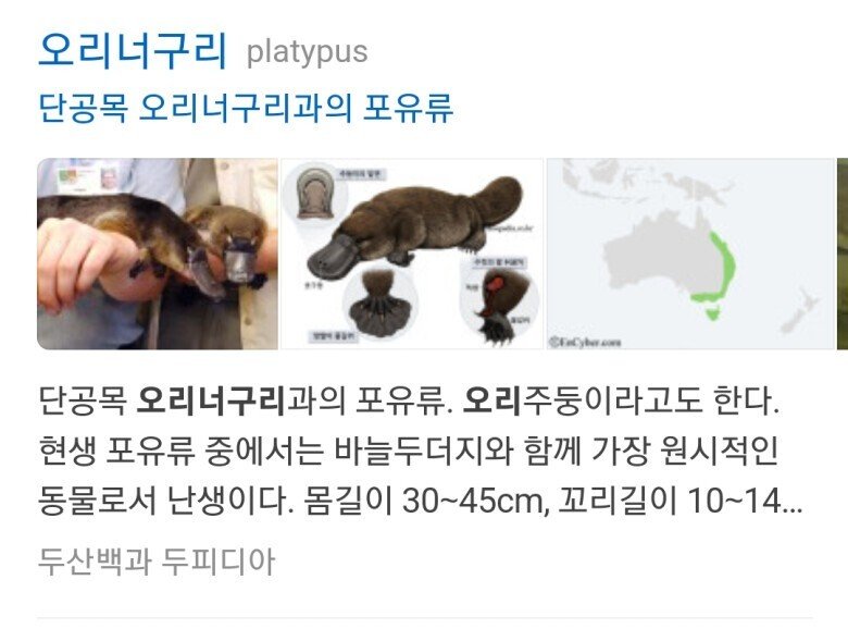 당근마켓 고라파덕 대량 판매하게 된 사연....jpg