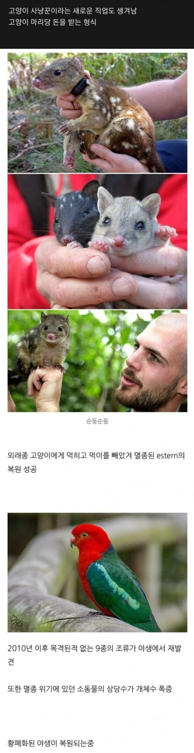 길냥이를 박멸한 호주에게 닥친 결과