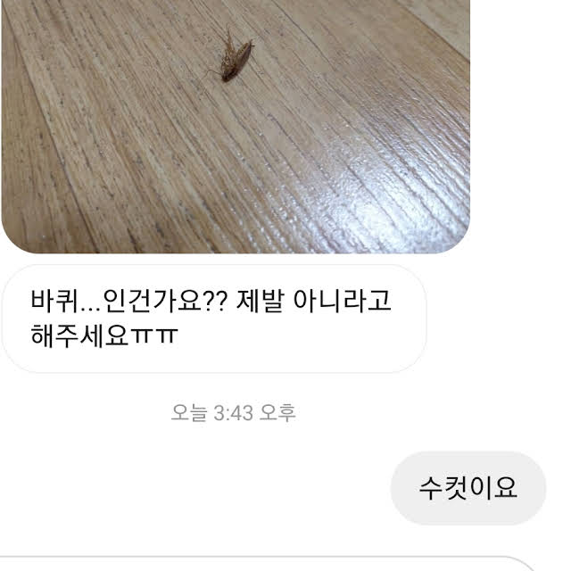 동물전문 유튜버가 받는 인스타 DM