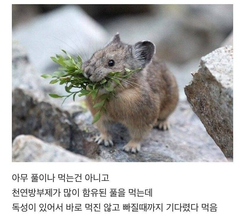 새앙토끼가 입에 풀을 물고 있는 이유