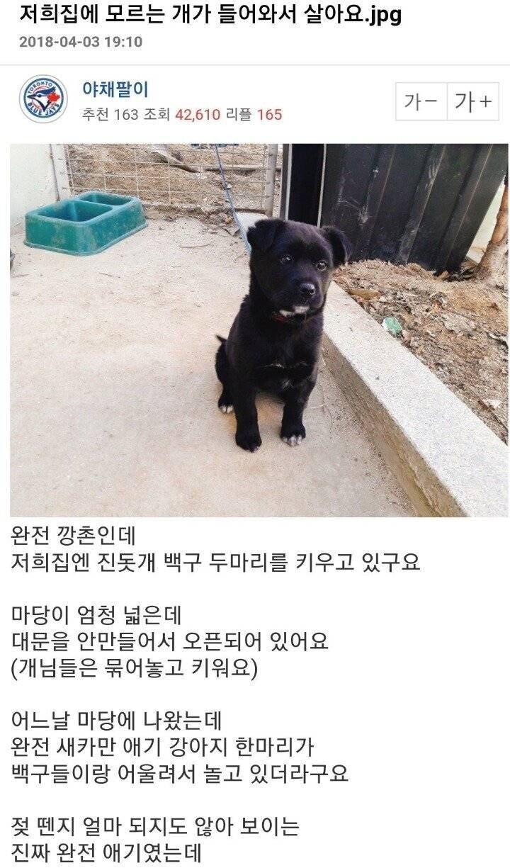 집에 모르는 개가 들어와서 살아요..jpg