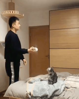 고양이의 능력