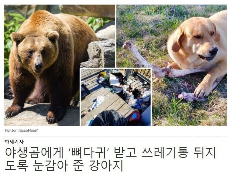 뇌물 받은 멍멍이