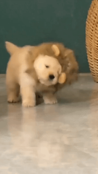 강아지에게 사자갈기를 씌웠더니.gif