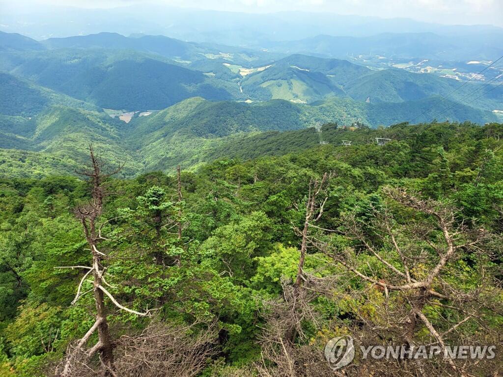 스키 슬로프 달렸다…평창 용평리조트서 노르딕런 개최