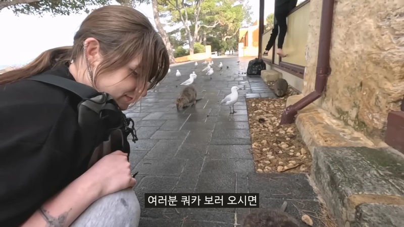 쿼카보기 위해 2시간동안 돌아다닌 유튜버