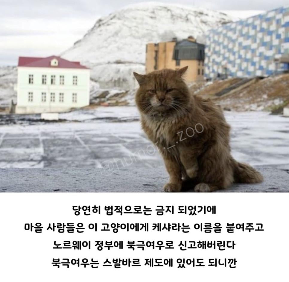 의외로 북극여우인 것