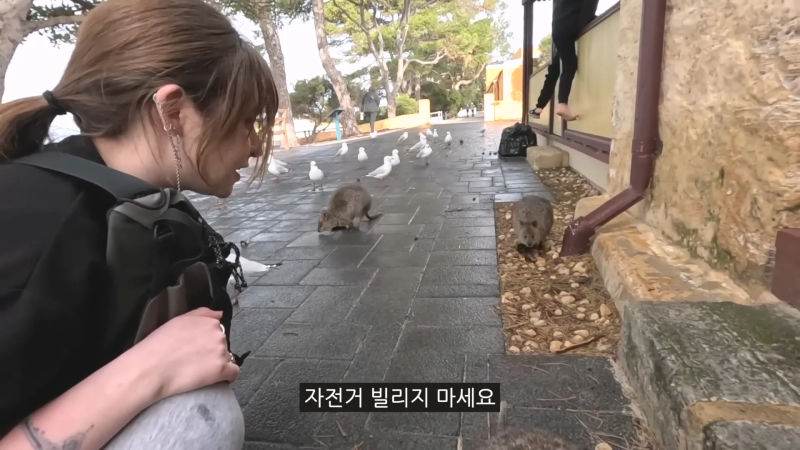 쿼카보기 위해 2시간동안 돌아다닌 유튜버