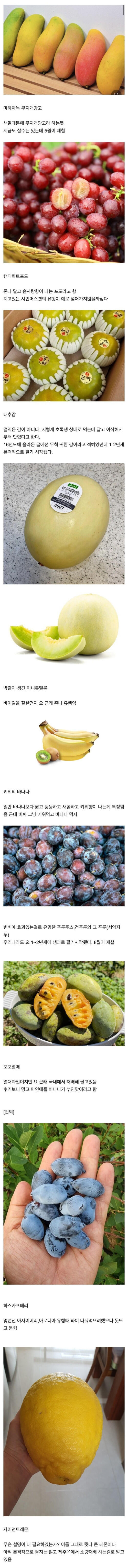 새로운 과일들