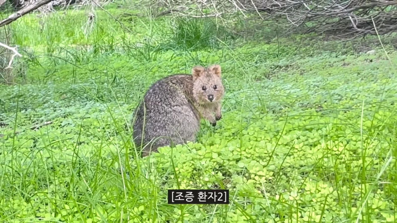 쿼카보기 위해 2시간동안 돌아다닌 유튜버