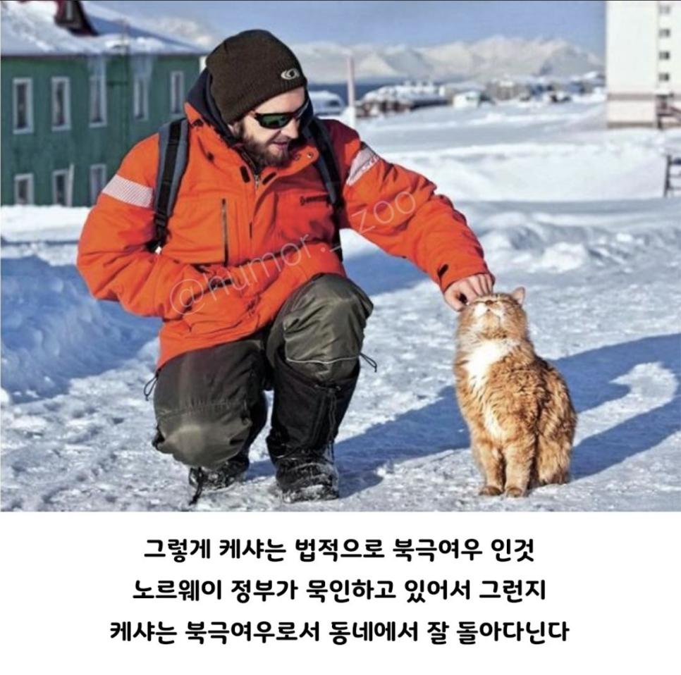 의외로 북극여우인 것