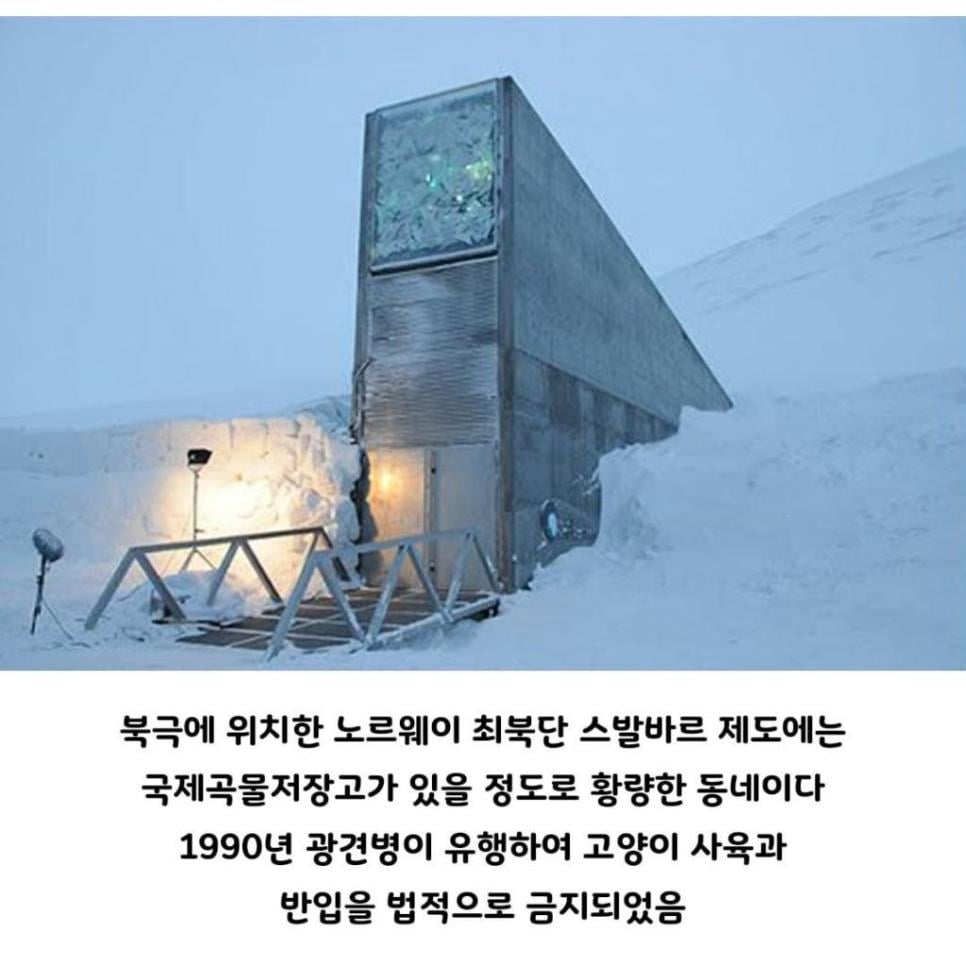 의외로 북극여우인 것