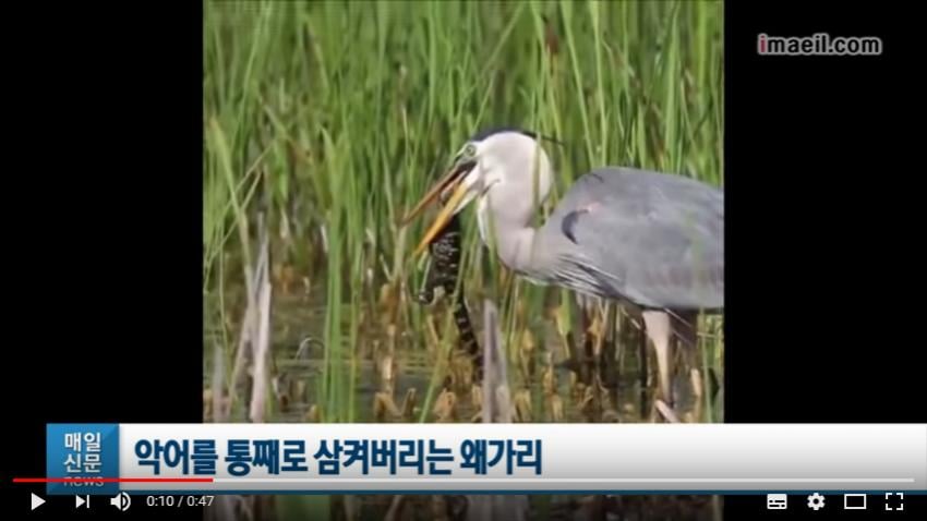 생태계.,,,,,,,,,,숨은 실력자..JPG