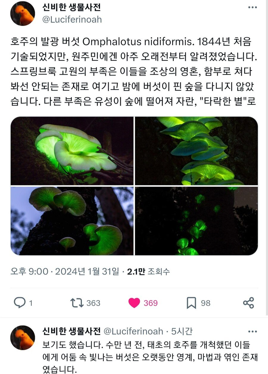 호주 원주민들이 어떤 버섯을 숭배했던 이유 