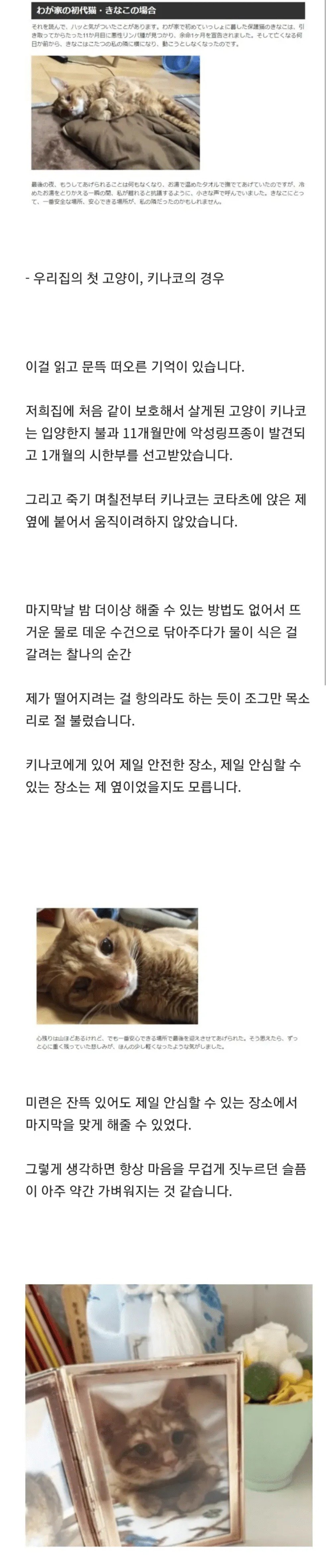 고양이는 죽음을 이해하지 못한다 