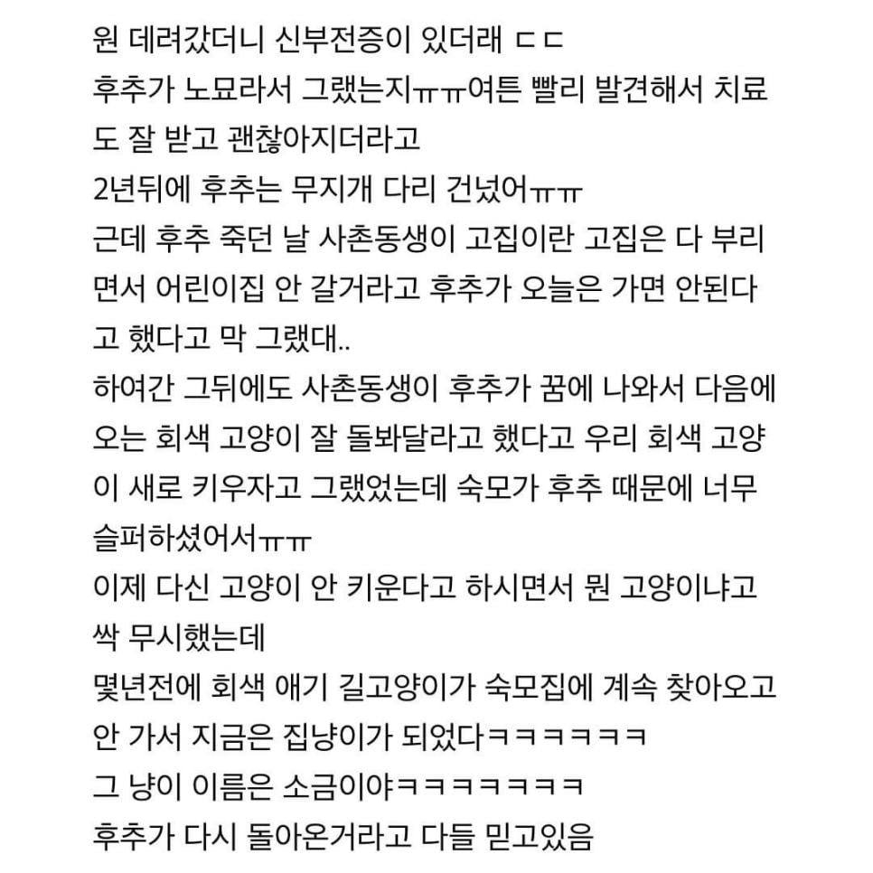 사촌동생 어릴때 고양이가 말해준 얘기.jpg