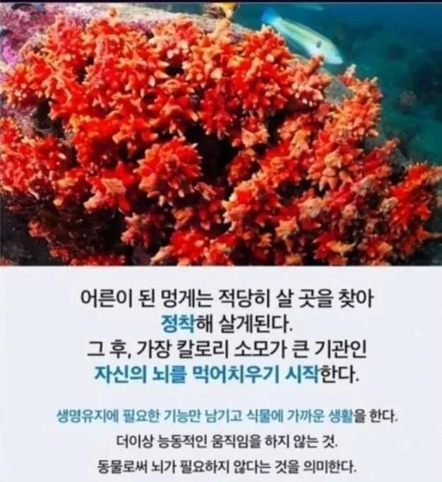 자신의 뇌를 먹어치우는 생물 