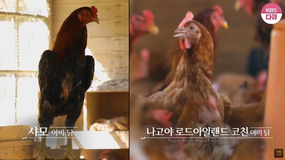 닭꼬치로 미슐랭 1스타 받은 일본 야키토리 장인 