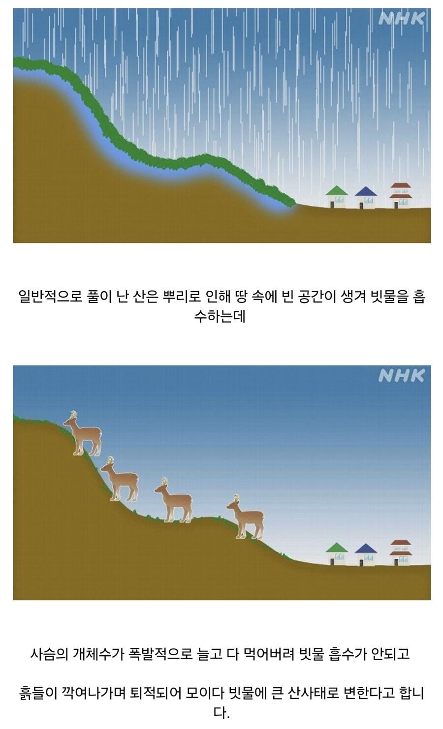 일본 산사태의 원인이 된 동물