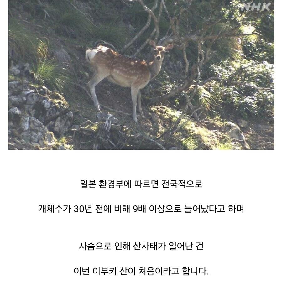 일본 산사태의 원인이 된 동물