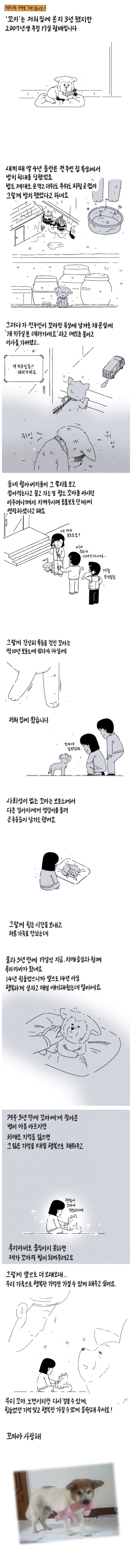 참 주인을 만난 버려진 개
