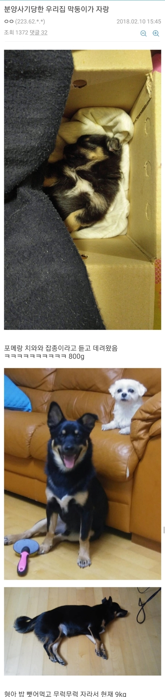 개 분양 사기 당한 멍멍이 갤러