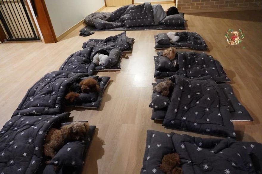 요즘 강아지 유치원 점심시간 이후 근황.JPG