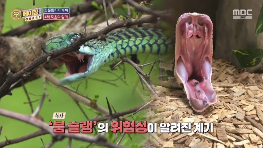 독사에 물렸는데도 치료 거부한 뱀 연구학자