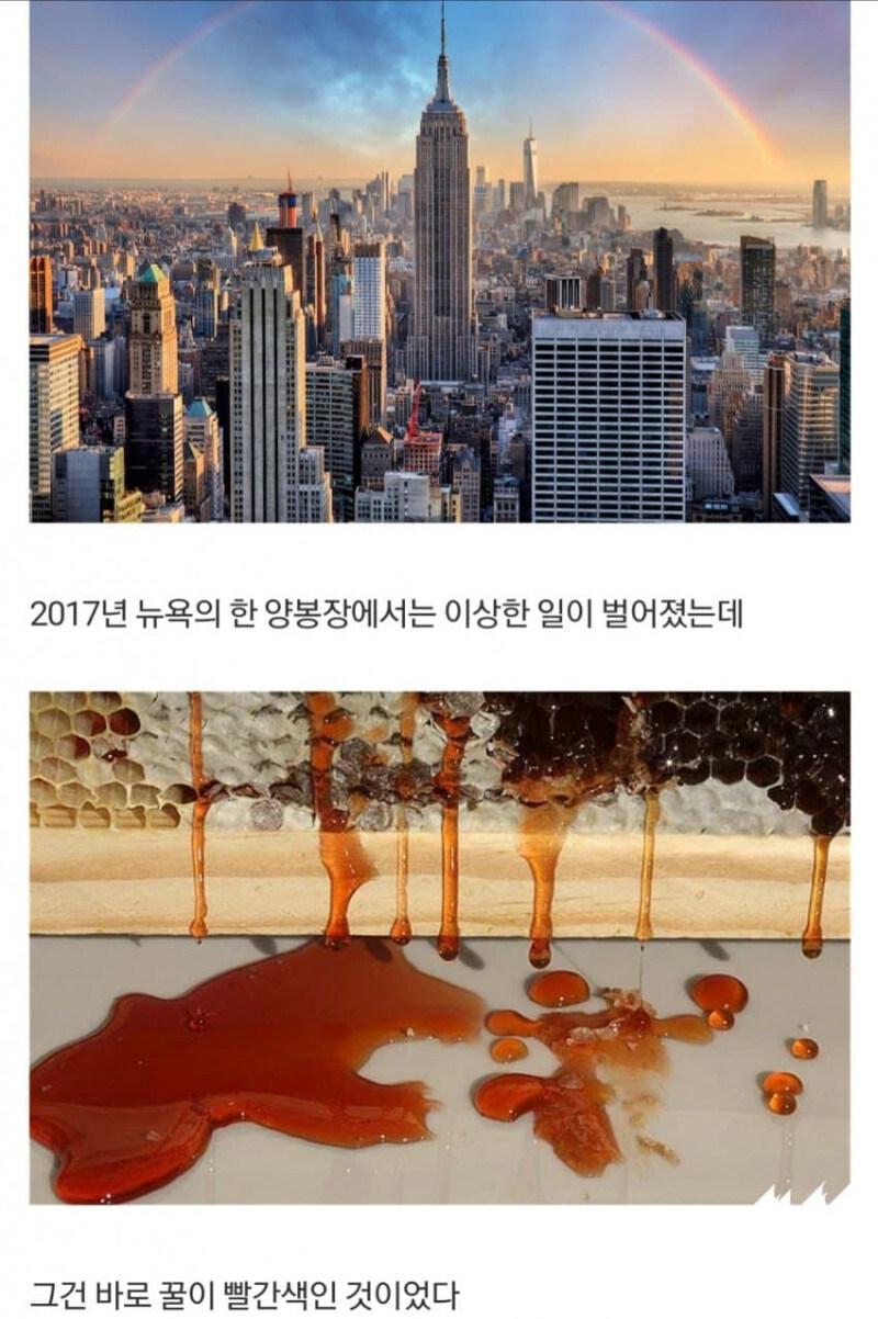 미국 레드 허니 사건