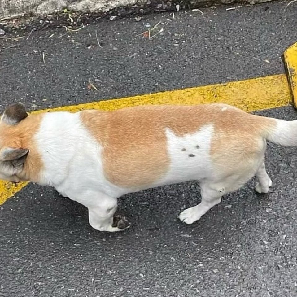 강아지 안에 갇힌 강아지