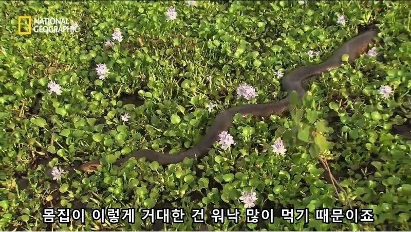 아나콘다의 전희
